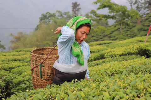 Woman on a tea plantation in Darjeeling