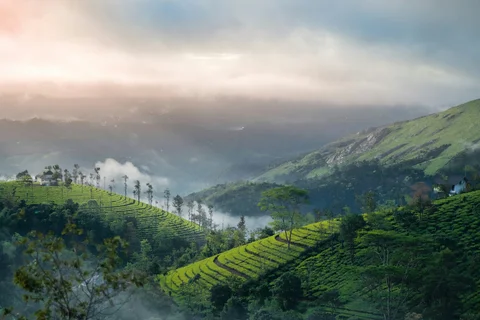 Vagamon tea fields