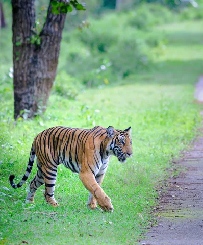 Kabini tiger 2