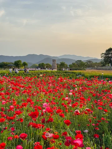 A poppy field in front of the observation tower in Gyeongju, South Korea in May
