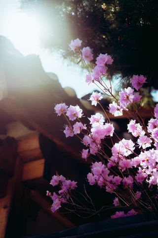 South Korea cherry blossom March 