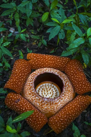 Top view of Rafflesia with diameter up to 100 cm is the biggest flower in the world. This one is from Sarawak, Borneo in Malaysia.
