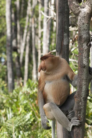 Borneo - Danum Valley - Wildlife Trekking & Activities (Danum Valley)