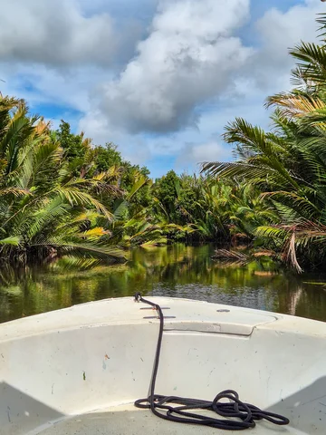 Mangroves in Tabin, Borneo on a solo adventure