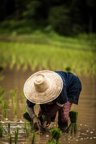 Farming in Thailand