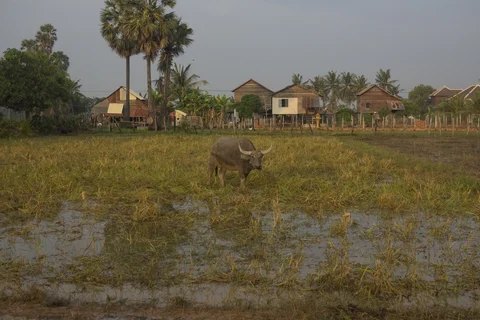Horned buffalo in wetland Cambodia in front of houses on stilts