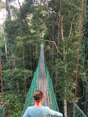 Tourist crossing a hanging bridge in the Danum Valley, Borneo