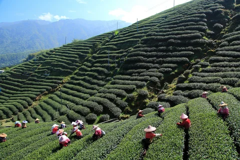 Tea plantation in India 