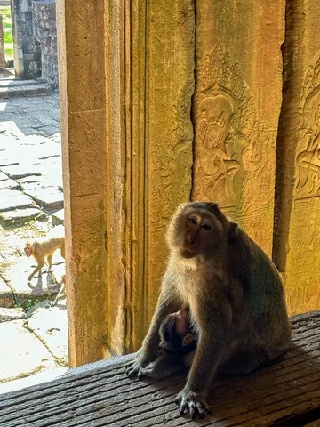 Monkey and baby in Angkor Wat temple