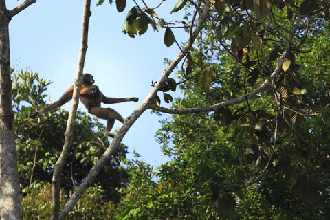 Khao Sok National Park Thailand Wildlife