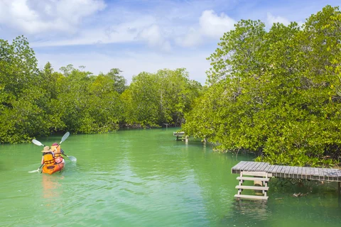Koh Phayam Mangrove