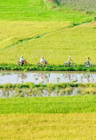 Fields in Vietnam