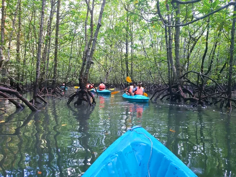 Malaysia Langkawi Mangrove forest kayaking family experience