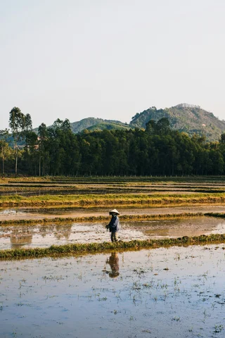 Fields Vietnam