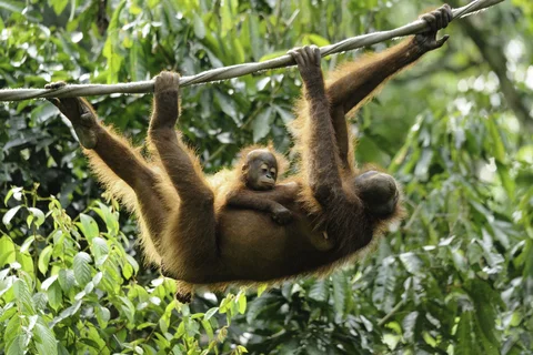 Orangutans in Sepilok, Borneo in April