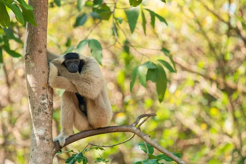 Phnom Tnout Pileated Gibbon in Cambodia