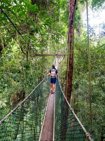 A father with a small baby on his back doing a canopy walk across a long hanging bridge on a family adventure in Malaysia