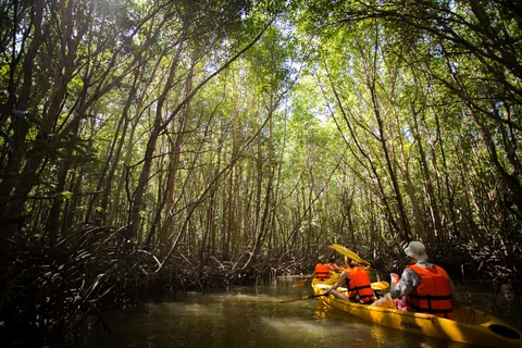 Kayaking through Mangroves on Cheow Larn Lake