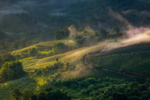Tea plantation