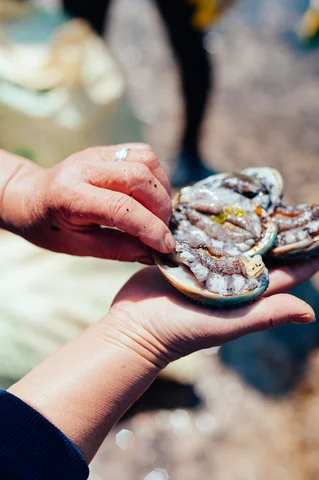 An abalone in the hands of one of the jeju island mermaid divers