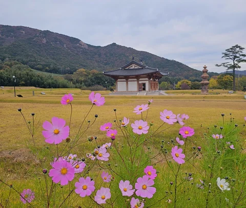 hanok house in field with pink flowers