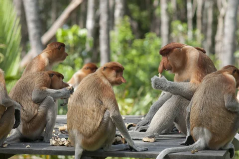 Proboscis monkeys