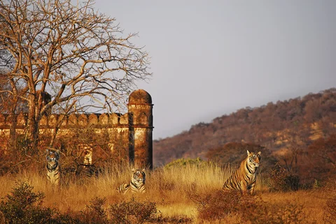 Fort Tigers, Ranthambore, India