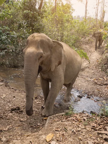 Elephant walking at MandaLao sanctuary