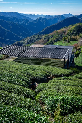 Taiwan Alishan Tea and Mountain