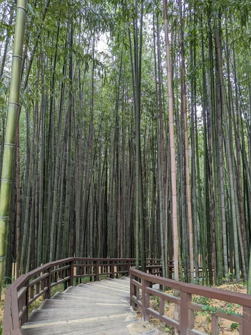 gwangju bamboo