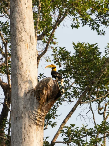 Hornbill