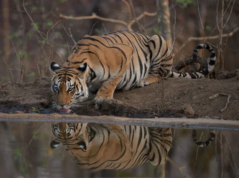 Drinking Tiger, Pench, India