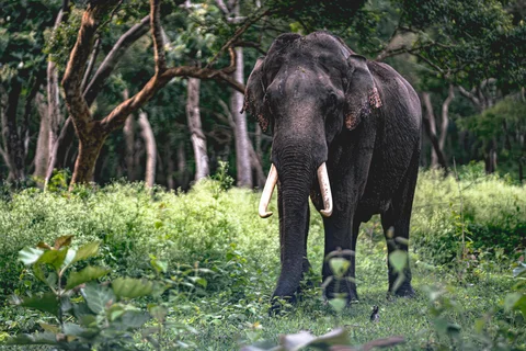 Kabini Elephant, Kabini, India
