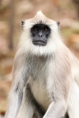 Langur Close up, Pench, India