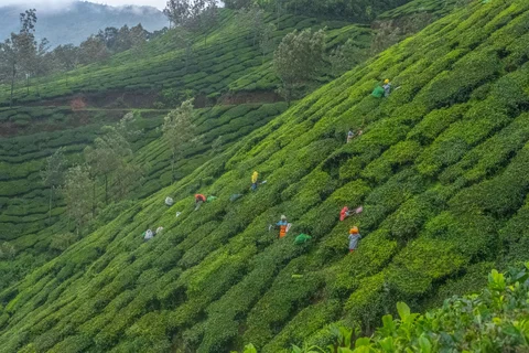 Munnar Tea Pickers, Munnar, India
