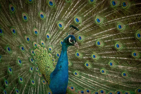 Peacock, Kanha, India