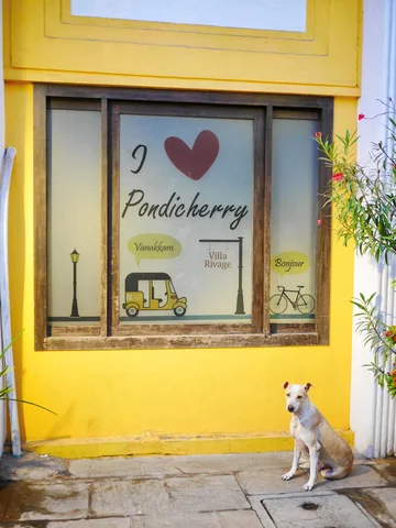Pondicherry Dog, Pondicherry, India