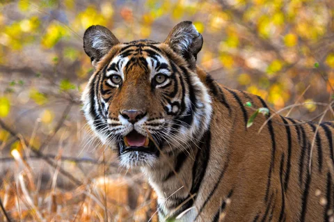 Rajasthan Tiger, Rajasthan, India