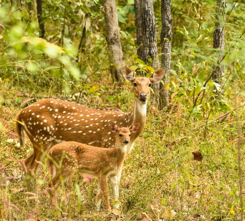 Spotted Deer, Pench, India