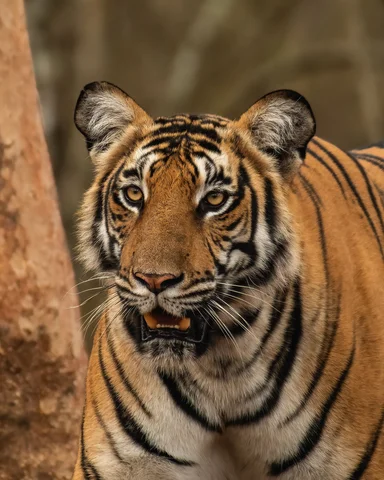 Tiger Kabini, Kabini, India