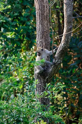 Long-tailed macaque sitting between the branches of a tree