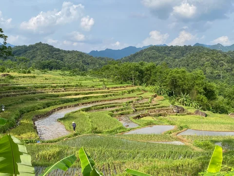 Terraced rice fields