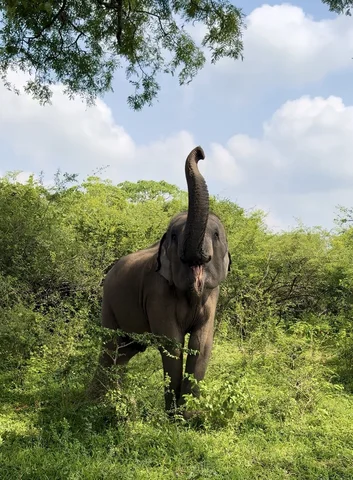 Elephant in Yala
