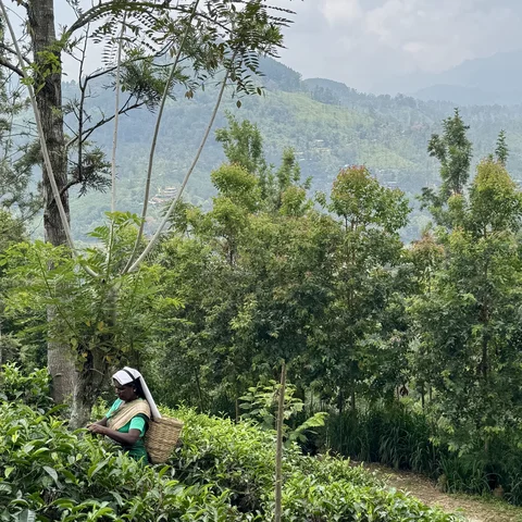 Tea Picking