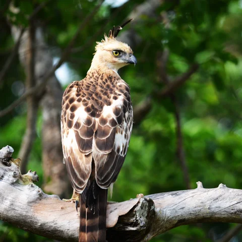 Yala Hawk-Eagle