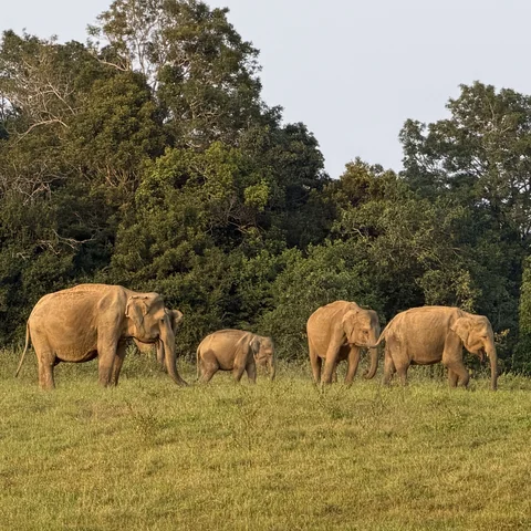 Elephants in Gal Oya