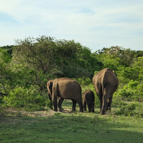Elephants Yala