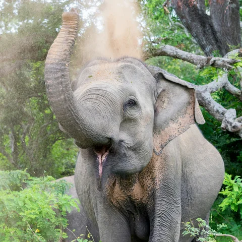 Yala Elephant