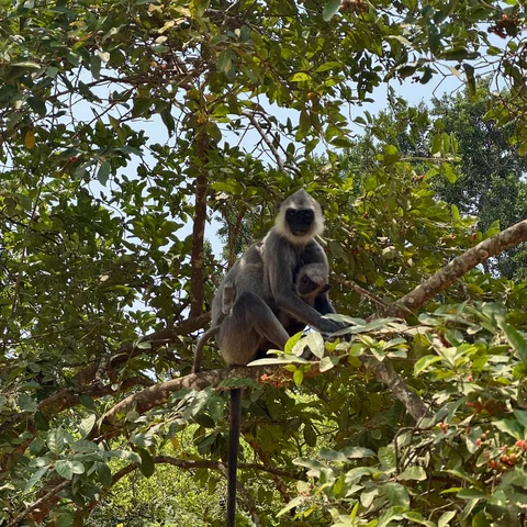 Gal Oya Monkey