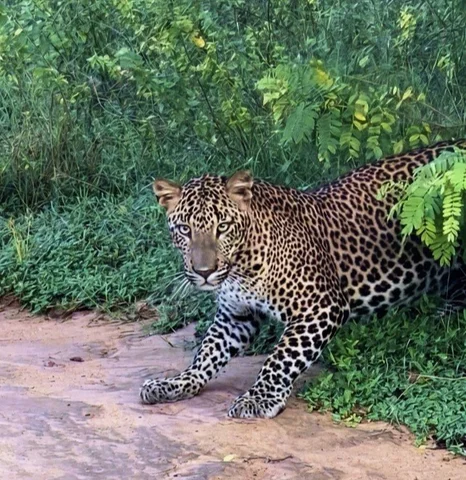 Leopard Yala
